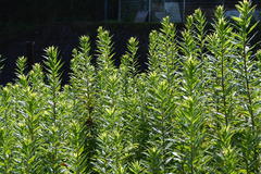 Solidago altissima