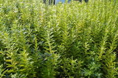 Solidago altissima