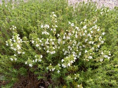 Thymus zygis sylvestris