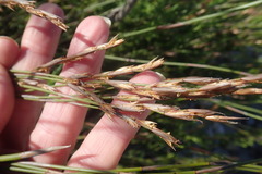 Restio triticeus