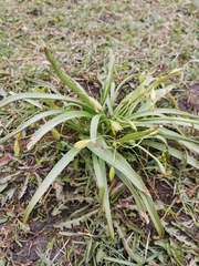 Gagea lutea