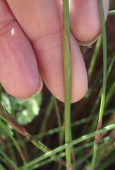 Platycaulos compressus