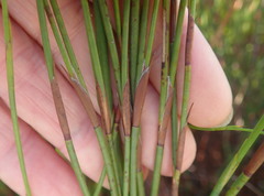 Platycaulos compressus