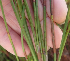 Platycaulos compressus