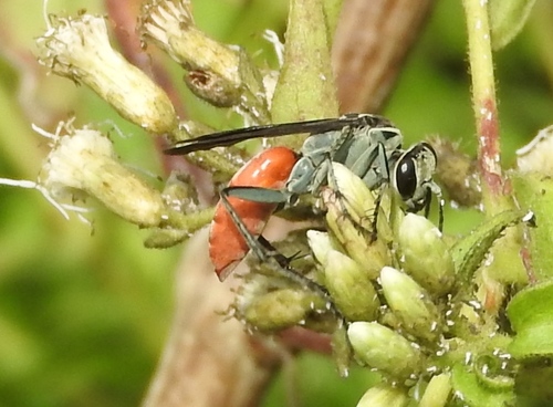 Xerochares expulsus