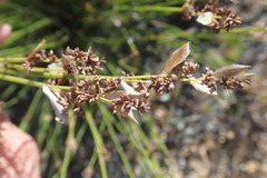 Elegia filacea