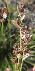 Elegia filacea