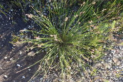 Elegia filacea