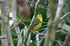 Pachycephala vitiensis