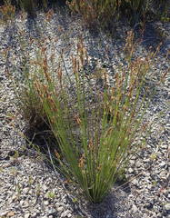Elegia filacea