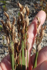 Elegia filacea