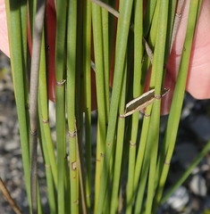 Elegia filacea