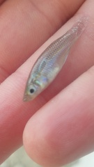 Gambusia rhizophorae