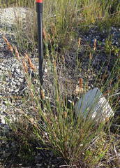 Elegia filacea