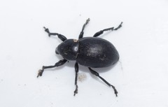 Liparus tenebrioides