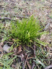 Gagea minima