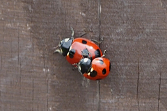 Coccinella septempunctata