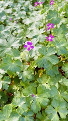 Robertium