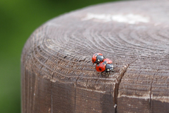 Coccinella septempunctata