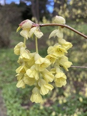 Corylopsis sinensis
