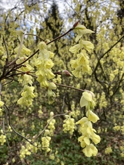 Corylopsis sinensis