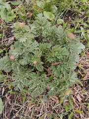 Corydalis nobilis