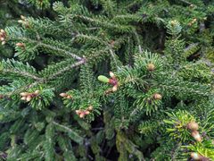 Abies cephalonica