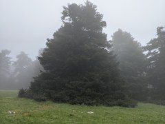 Abies cephalonica