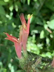 Clinacanthus nutans