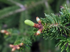 Abies cephalonica