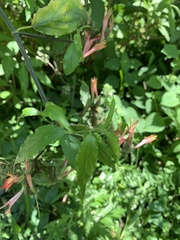 Clinacanthus nutans