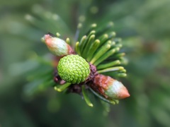 Abies cephalonica