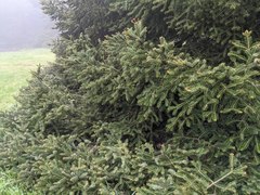 Abies cephalonica