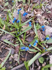 Scilla siberica