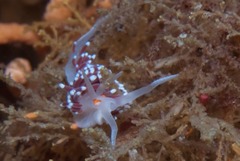Cratena capensis