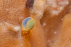 Gibberula dulcis