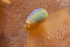 Gibberula dulcis