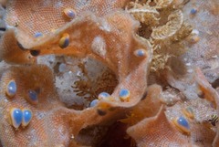 Gibberula dulcis