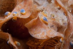 Gibberula dulcis
