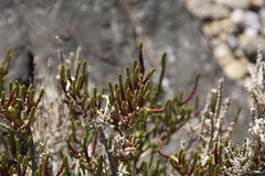 Arthrocaulon macrostachyum