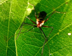 Zelus grassans
