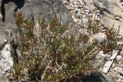 Arthrocaulon macrostachyum