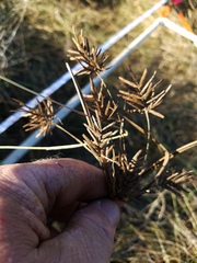 Cyperus setigerus