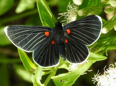 Melanis acroleuca acroleuca