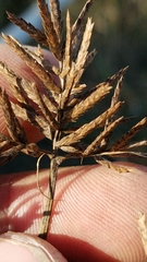 Cyperus setigerus