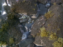 Aplysia dactylomela image