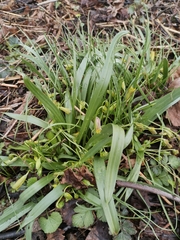 Gagea lutea