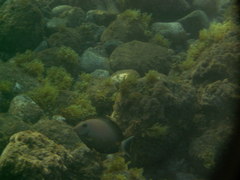 Acanthurus monroviae