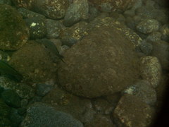 Azurina multilineata