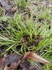Gagea minima